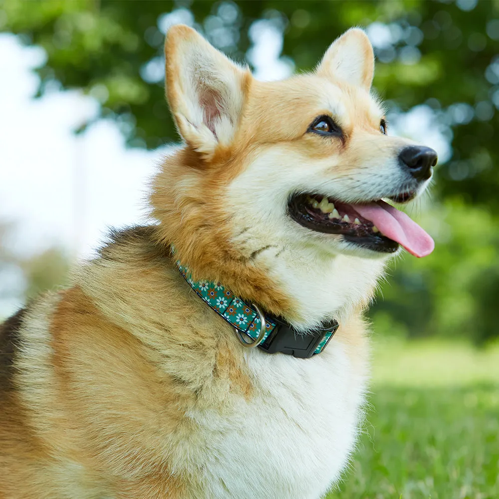 Barber - Dog Collar