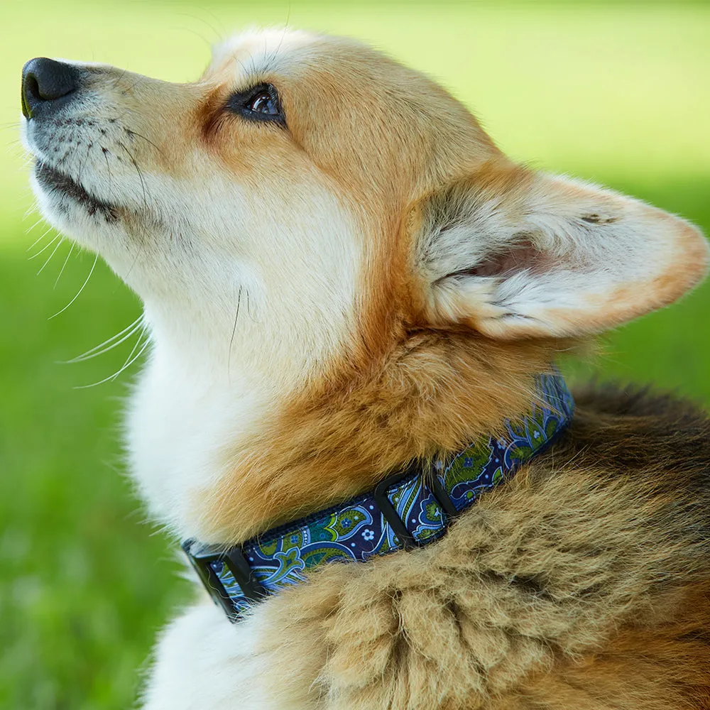 Barber - Dog Collar