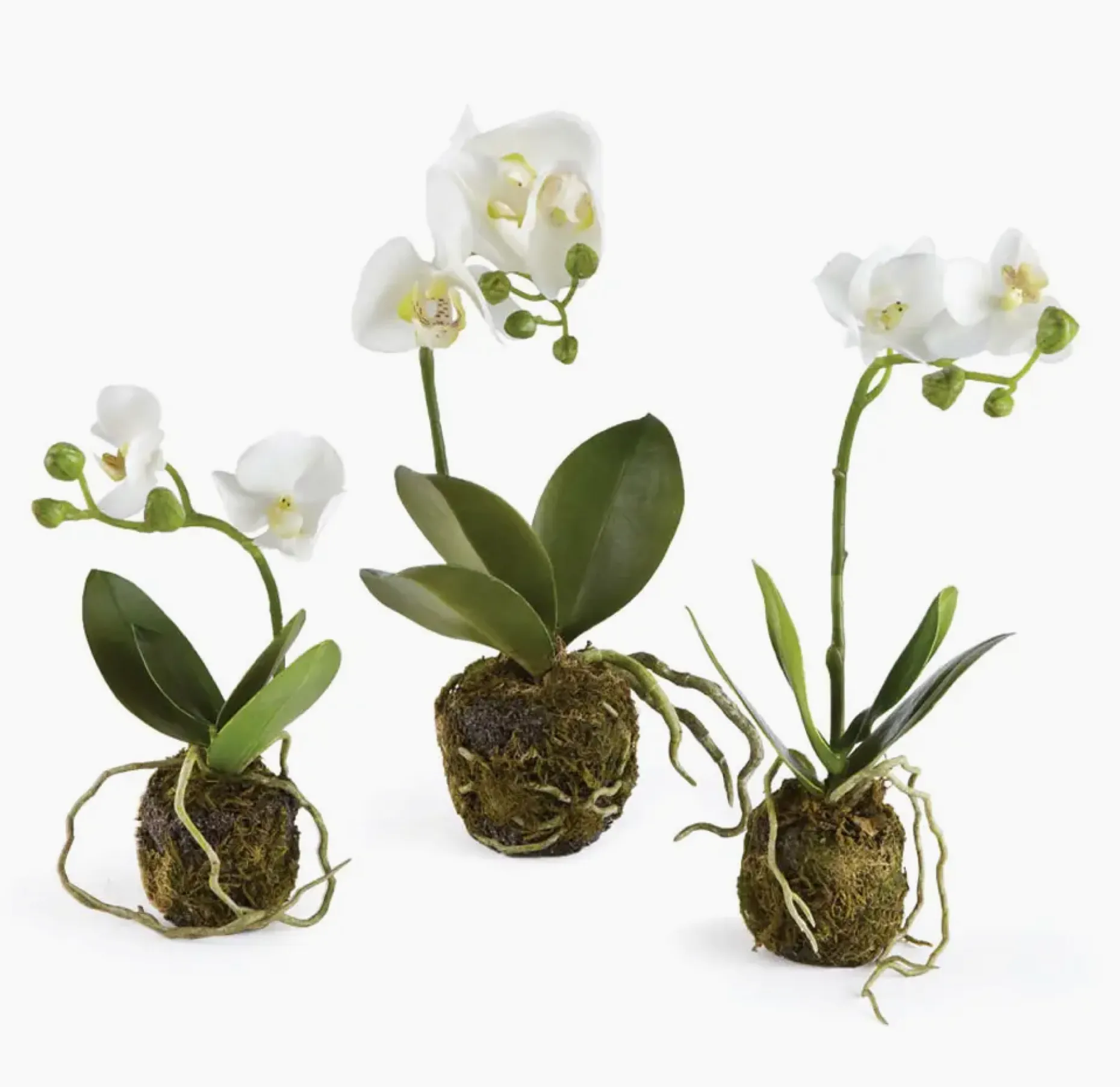 faux mini phalaenopsis drop in