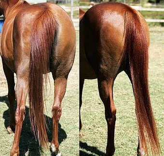 Hi Shine Equine Liquid Silk Serum